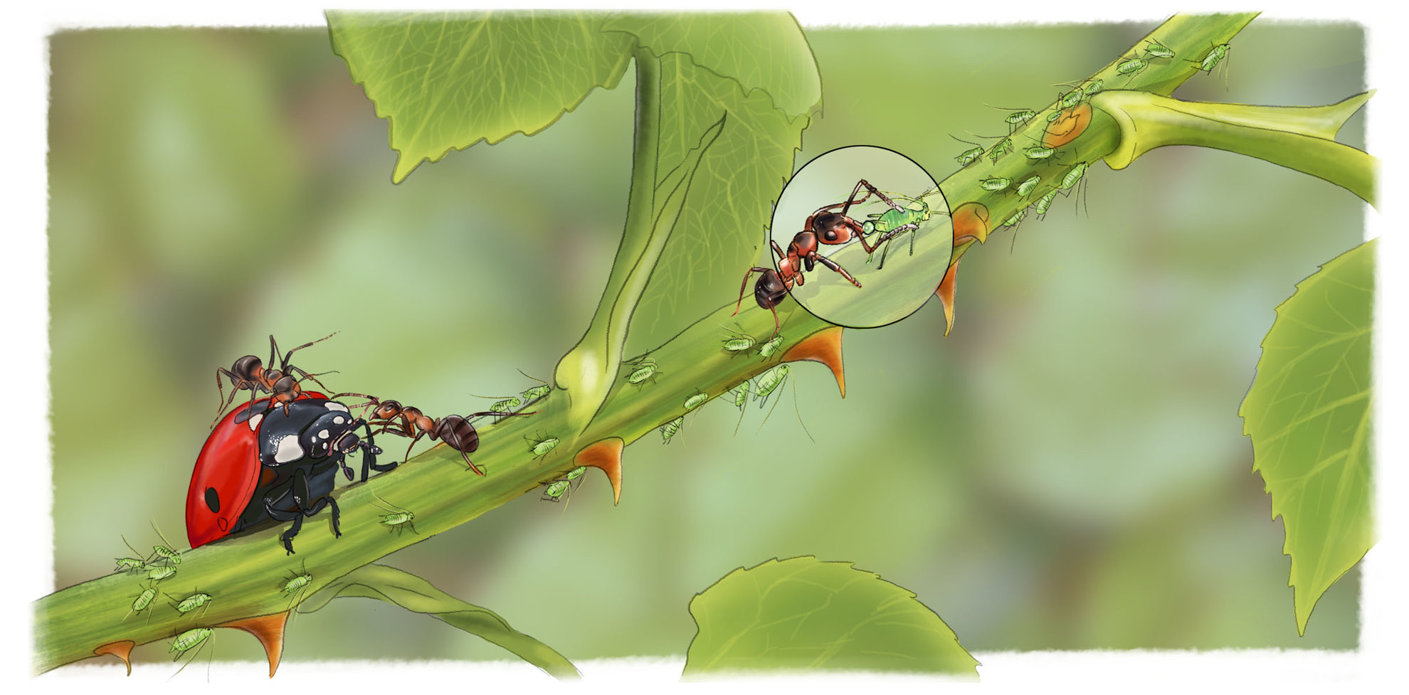 Collaboration fourmis/pucerons