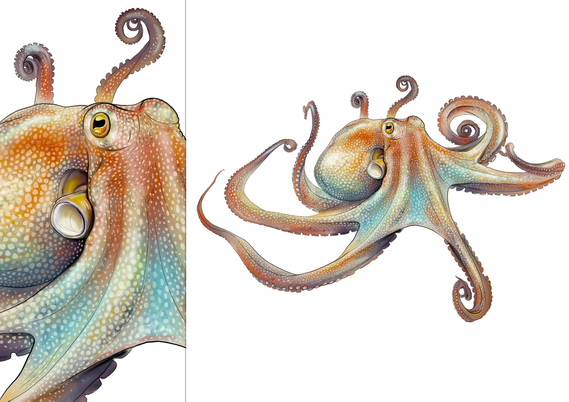 Octopus