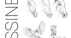 Ecriture et illustration du livre - Dessiner les animaux - Editions Eyrolles - 170 dessins - Charlène Letenneur-illustrateur