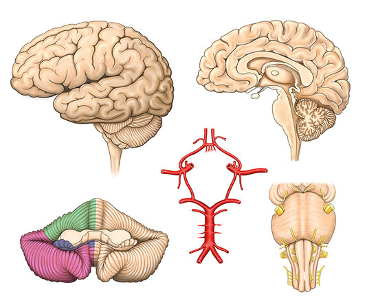 Anatomie du système nerveux