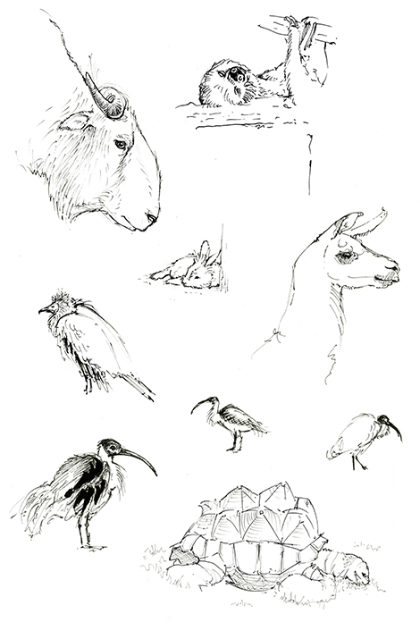 Croquis d'animaux vivants