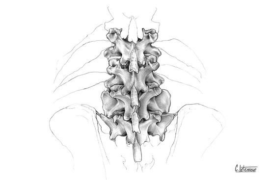 Vertèbres de Myrmecophaga tridactyla