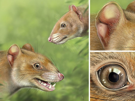 Allqokirus australis