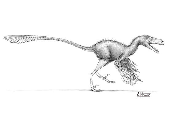 Bambiraptor