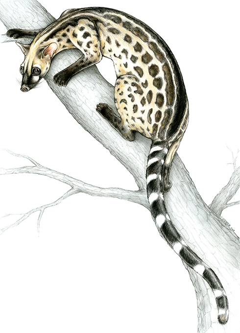 Genetta johnstoni