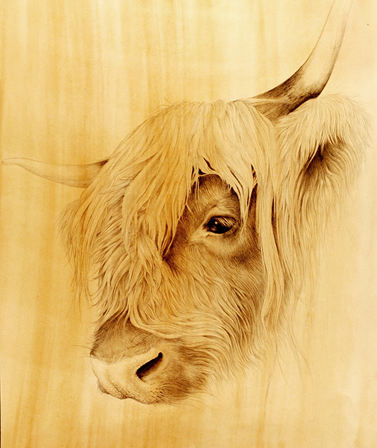 Vache Highland