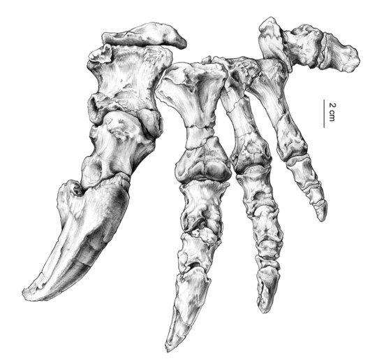 Reconstitution de la main d’un dinosaure sauropode en situation anatomique d’après des os isolés.