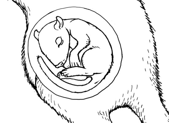 Foetus reconstitué d'Alcidorbignya