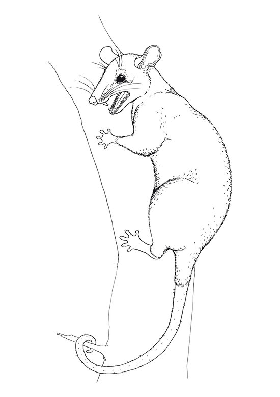 Andinodelphis