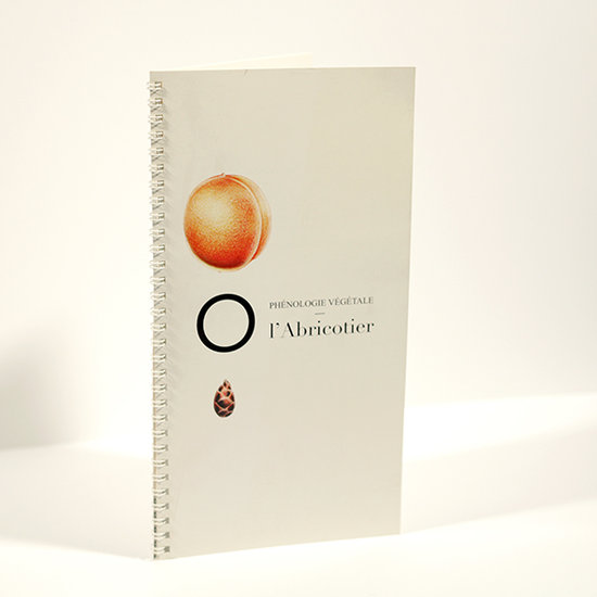 Phénologie de l'abricotier