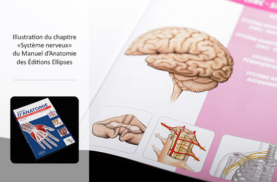 Anatomie du système nerveux
