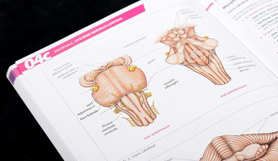 Anatomie du tronc cérébrale