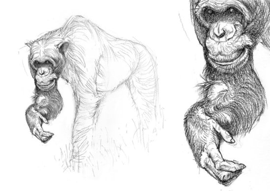 Bonobo