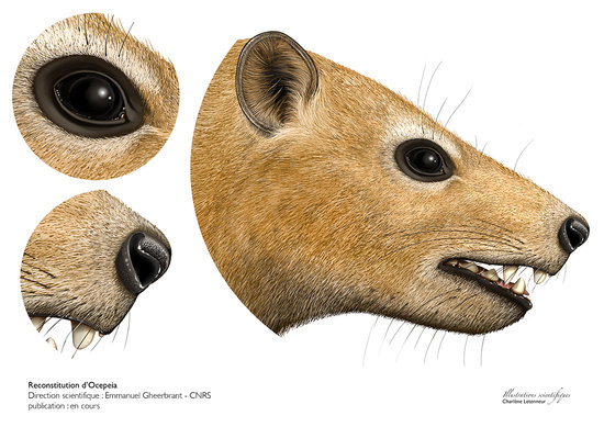 reconstitution d'Ocepeia daouiensis