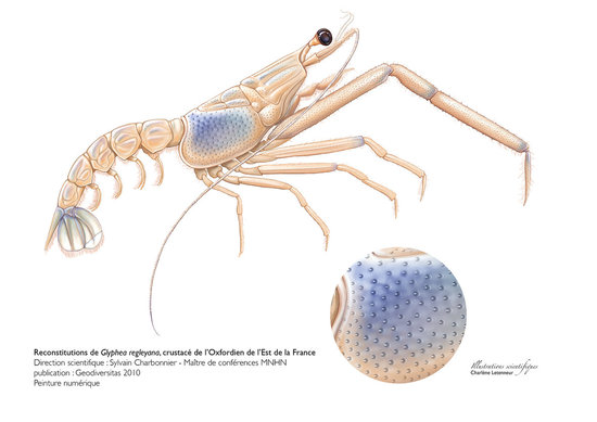 reconstitution de Glyphea regleyana