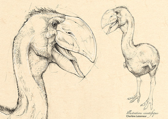 Gastornis