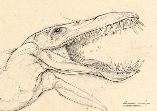 Liopleurodon détails