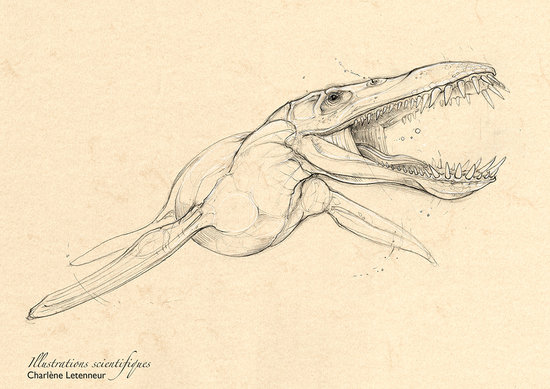 Liopleurodon