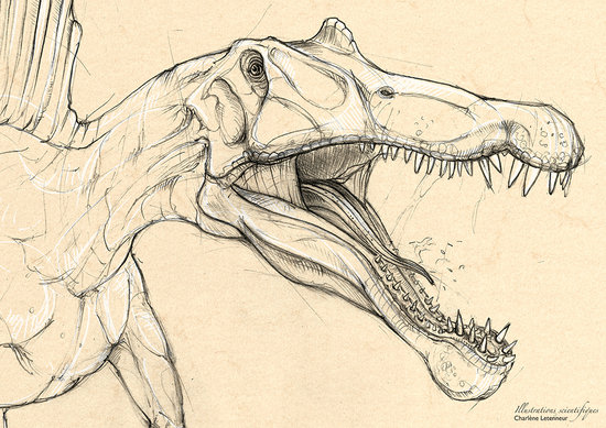Spinosaure détails