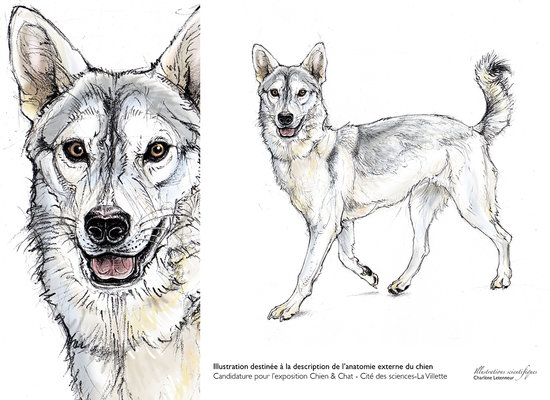 Anatomie externe du chien