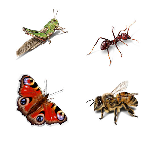 Locusta migratoria, Formicidae, Aglais io,Apis mellifica