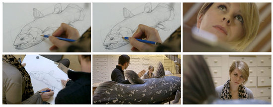 Réalisation d'illustrations et participation au tournage du film :LE COELACANTHE, PLONGEE VERS NOS ORIGINES