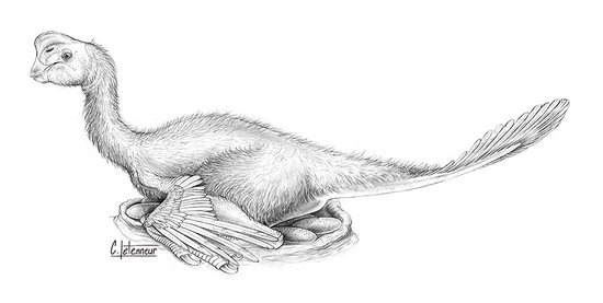 Oviraptor sur ses oeufs