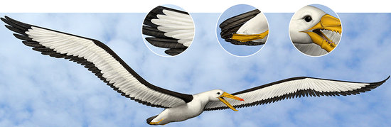 Pelagornis
