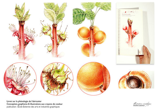 Phénologie de l'abricotier