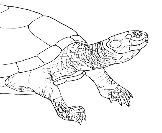 Reconstitution de Roxochelys - 64 Ma