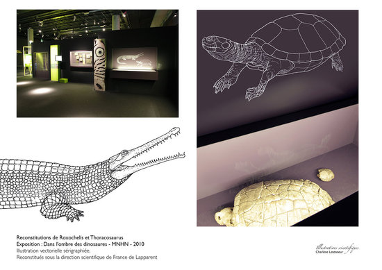 Reconstitutions de Thoracosaurus et Roxochelys