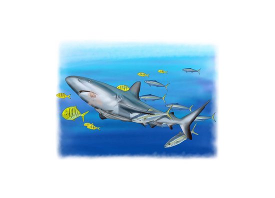 Symbiose requins/poissons divers