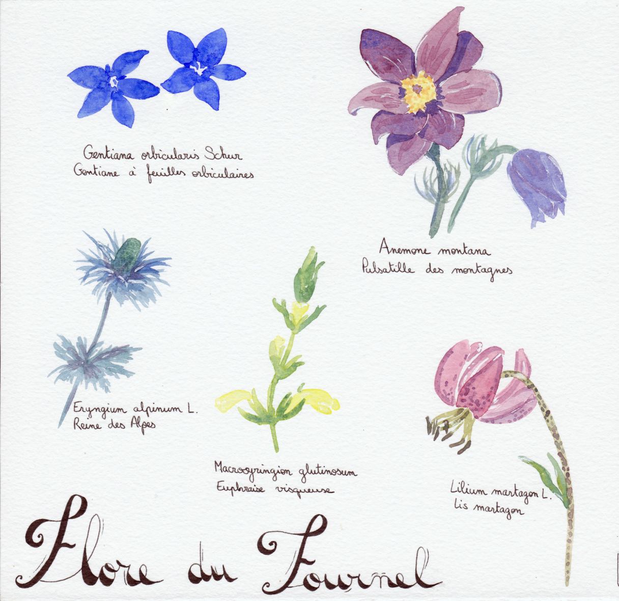 Flore du Fournel