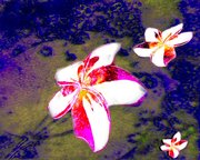 La danse des fleurs