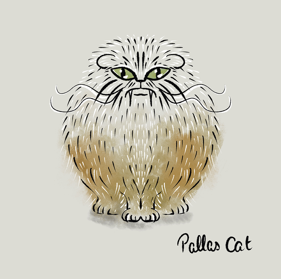 Pallas Cat.jpg