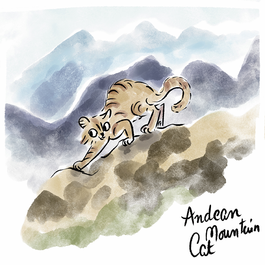 Andean Cat.jpg