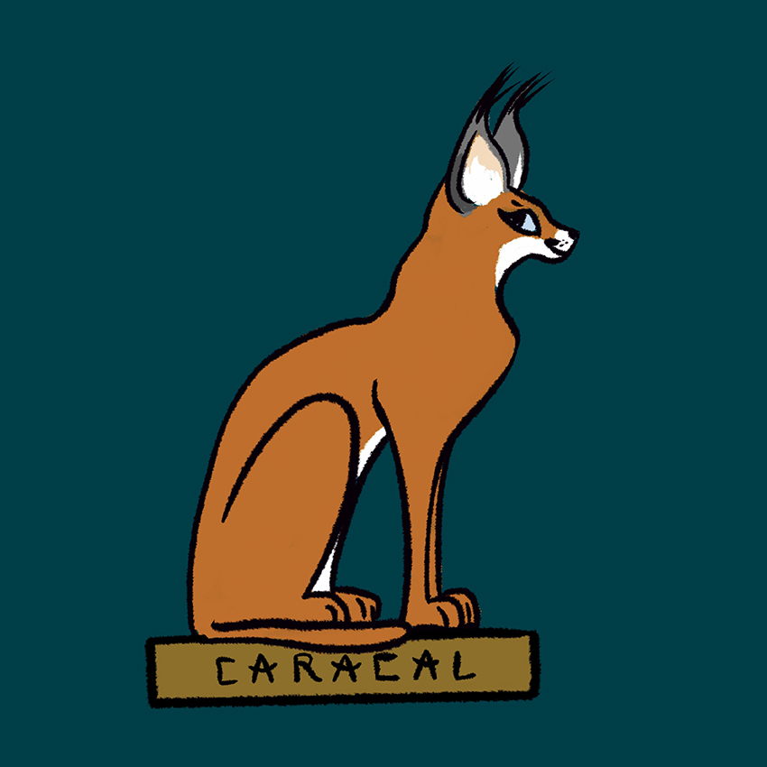 Caracal.jpg
