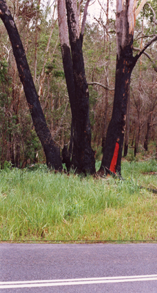 Injured tree. Symposium «Floating lands», Noosa-Ville, Australie, 2001 /// Injured tree. «Floating lands» Symposium in Noosa-Ville, Australia, 2001.