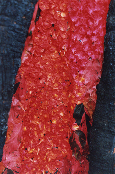 Injured tree (détail). Symposium «Floating lands», Noosa-Ville, Australie, 2001 /// Injured tree (detail) . «Floating lands» Symposium in Noosa-Ville, Australia, 2001.