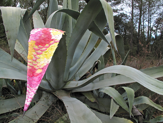 Aloès pétalisé, Trans-en-Provence, 2008 /// Petalised aloe. Trans-en-Provence, 2008.