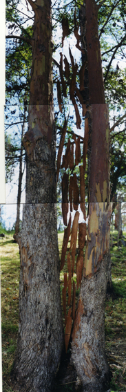 Re-Union, "lévitation" d'écorces, hauteur: 5m. Symposium Sticks and stones, Woodford, Australie, 2001 /// Re-Union. "Levitation" of barks on a height of 5 metres. Sticks and stones Symposium in Woodford, Australia.