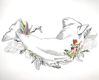 Tectonique du cétacé