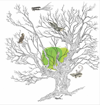 Le vieux chêne de Balagne