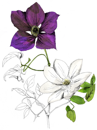 Clematites