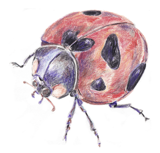 Coccinelle