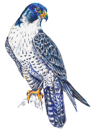faucon.jpg