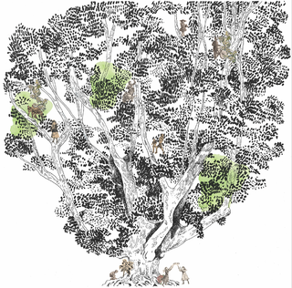 Le platane de Saint-Guilhem