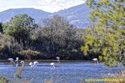 salines