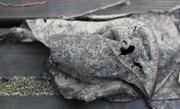 Feuille morte