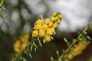 Fleure jaune